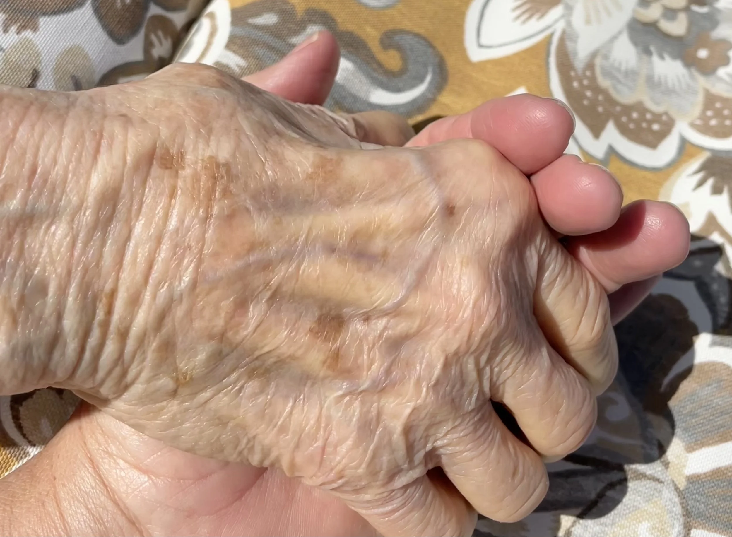 Roots: Exploring Renewal and Resilience — Dianne Morris